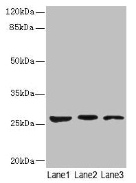KLK6 Antibody