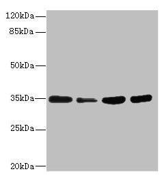 UFD1 Antibody