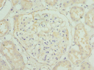 HGD Antibody