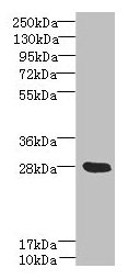 YIPF5 Antibody