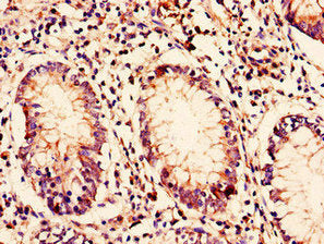 BORCS7 Antibody