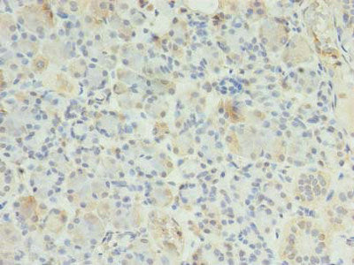 ERP27 Antibody