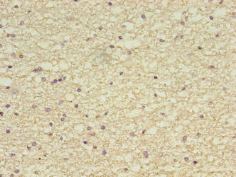 ZBED6CL Antibody
