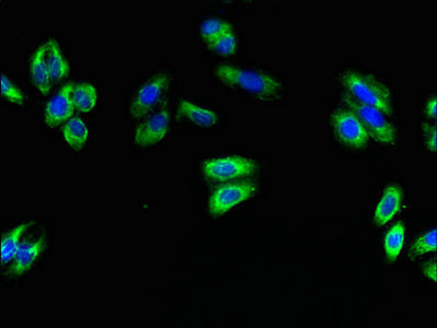 SPG11 Antibody