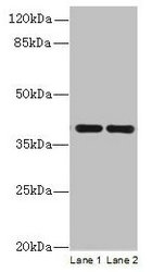 CCDC42 Antibody