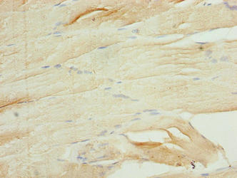 RASL10B Antibody