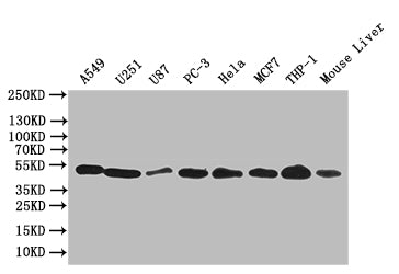 CRBN Antibody