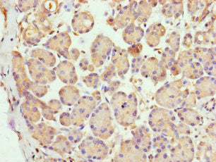 LYG1 Antibody