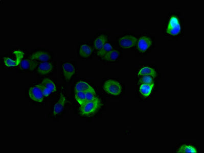 C10orf111 Antibody