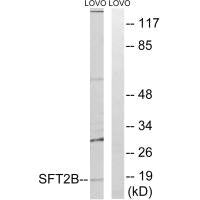 SFT2D2 Antibody