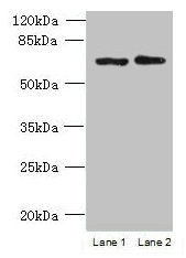 TBC1D19 Antibody