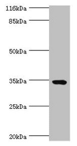 TMCO5A Antibody