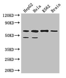 PAF1 Antibody