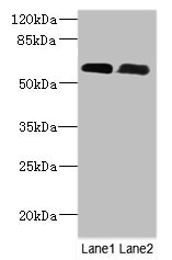PNPLA1 Antibody