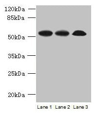SPERT Antibody