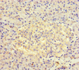 AVL9 Antibody