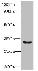 CLEC1A Antibody