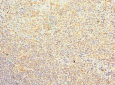 PSD4 Antibody
