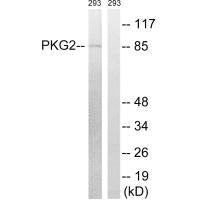 PRKG2 (Ab-126) Antibody