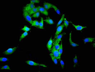 SCG3 Antibody