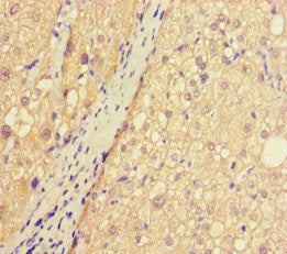 ASB10 Antibody