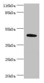 ATG4A Antibody