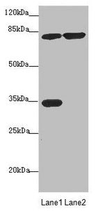 MTO1 Antibody