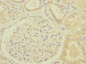 GBF1 Antibody
