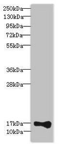 THRSP Antibody