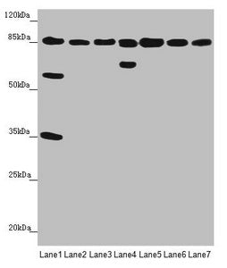 NELL1 Antibody