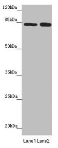NELL1 Antibody