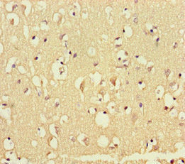 GATA6 Antibody