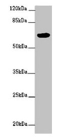 FBXW5 Antibody