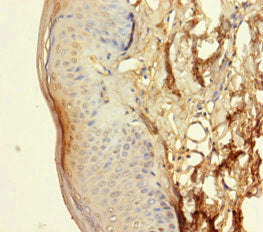 NXPE3 Antibody