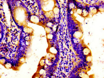 APOBEC3D Antibody