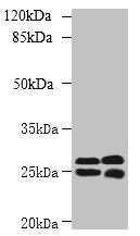 CMBL Antibody