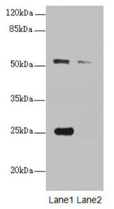ERO1A Antibody