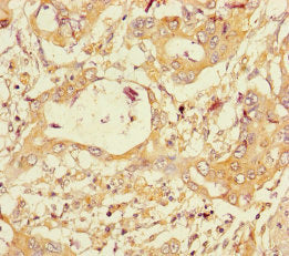 PGLYRP2 Antibody