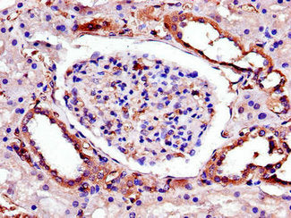 TRIB3 Antibody