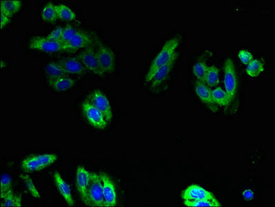 PIGS Antibody