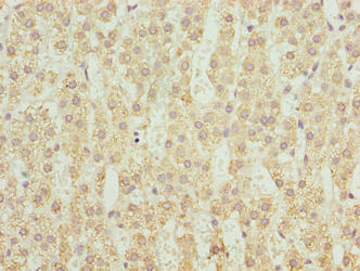 CYP4X1 Antibody
