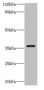 CA13 Antibody