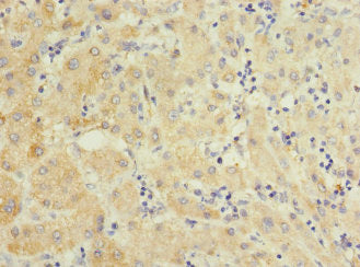 PELI3 Antibody