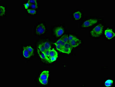 TMEM256 Antibody
