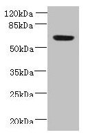 NXPE1 Antibody