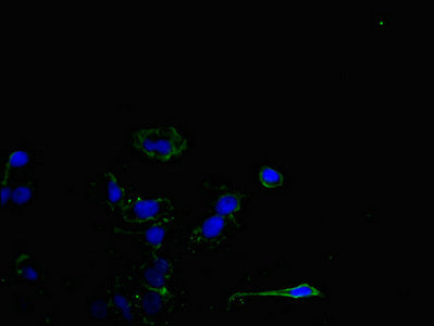 MPP5 Antibody
