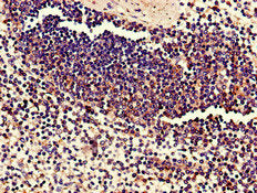 C17orf78 Antibody