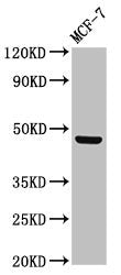 CERS5 Antibody