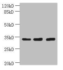OTUD6B Antibody