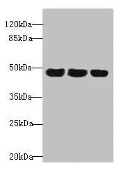TXNDC5 Antibody